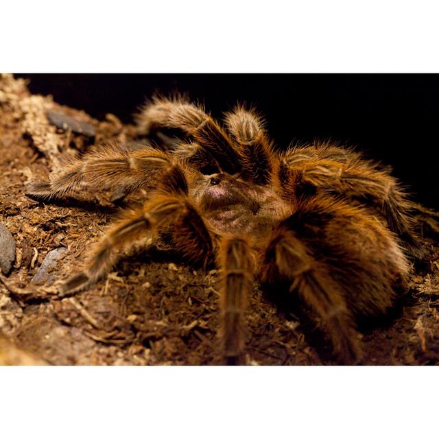 Chilean Rose Tarantula von JaysonPhotography - Foto ohne Rahmen auf Leinwand Brambly Cottage Größe: 50cm H x 75cm B x 1,8cm T on Productcaster.