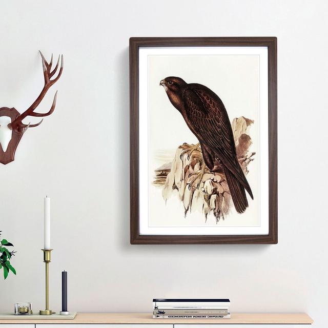 Black Falcon by Elizabeth Gould - Picture Frame Art Print East Urban Home Size: 36cm H x 27cm W x 2cm D, Frame Option: Walnut Framed on Productcaster.