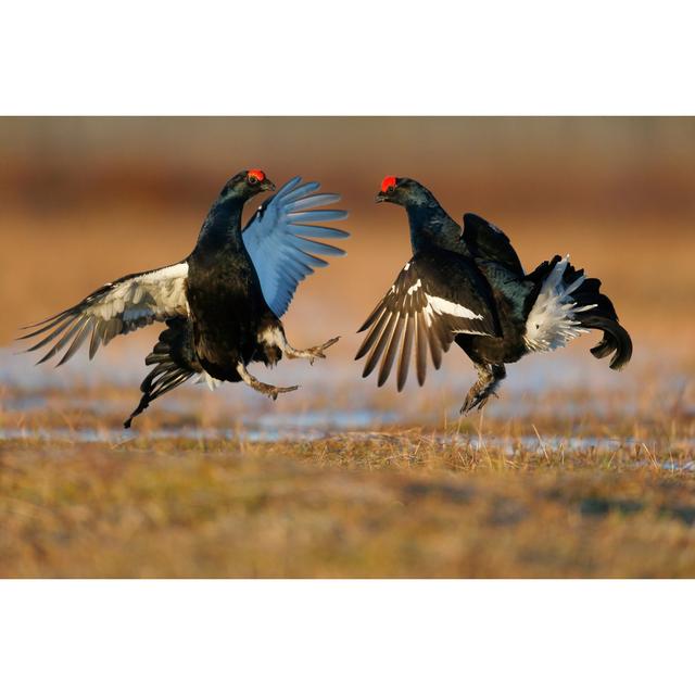 Black Grouse, Tetrao Tetrix by MikeLane45 - Wrapped Canvas Print Natur Pur Size: 51cm H x 76cm W on Productcaster.