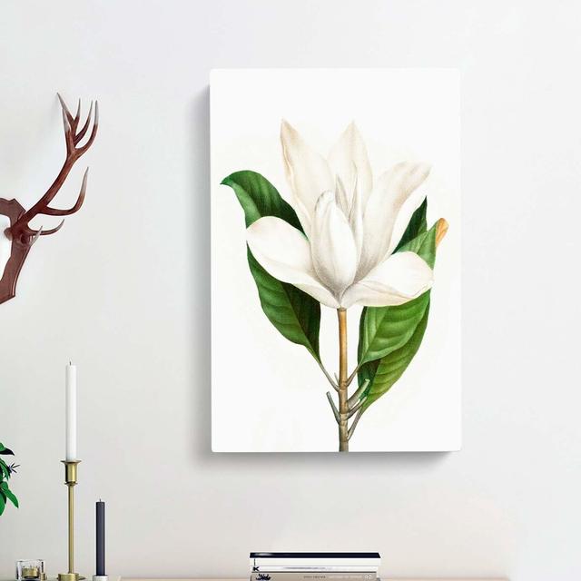 White Southern Magnolia Flower by Pierre-Joseph Redoute - Wrapped Canvas Painting East Urban Home Size: 50cm H x 35cm W x 3cm D on Productcaster.