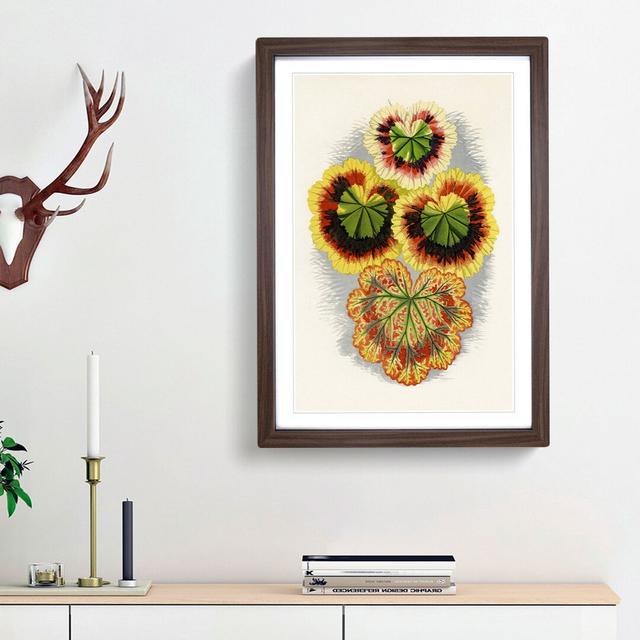 Geranium Leaves by Benjamin Fawcett - Picture Frame Graphic Art Print East Urban Home Frame Option: Walnut Framed, Size: 65cm H x 48cm W x 2cm D on Productcaster.