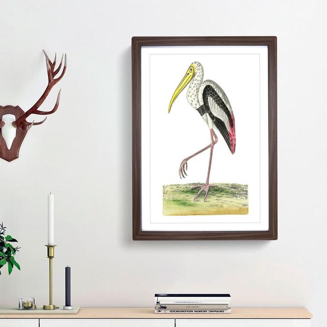 White Ibis by George Shaw - Picture Frame Painting Print East Urban Home Frame Option: Walnut Framed, Size: 48cm H x 36cm W x 2cm D on Productcaster.