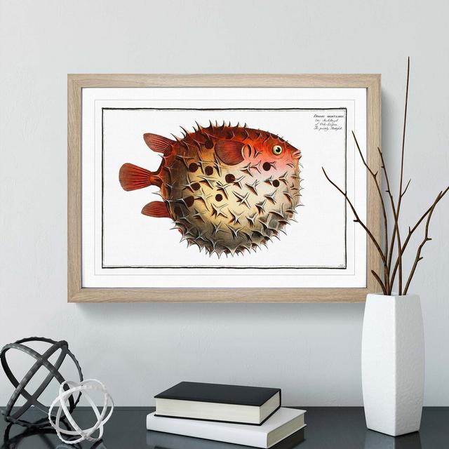 Prickly Blowfish by M.E. Bloch - Picture Frame Painting Print on MDF East Urban Home Frame Option: Oak, Size: 60cm H x 91cm W x 2cm D on Productcaster.