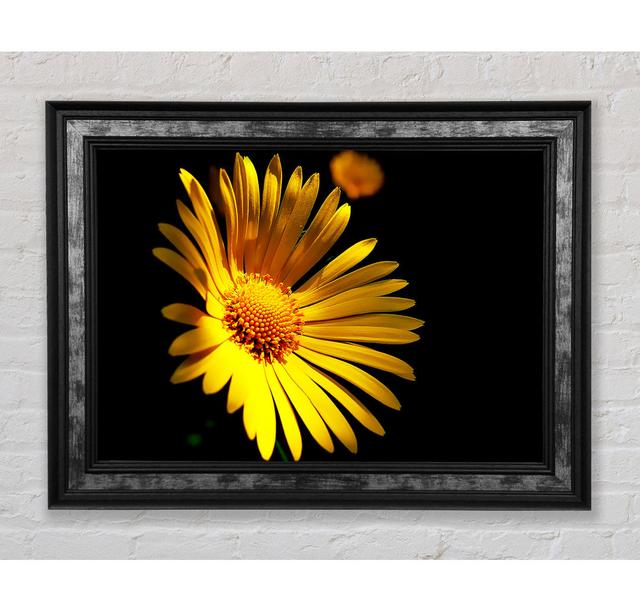 Golden Daisy Petals - Single Picture Frame Art Prints Bright Star Size: 21cm H x 42cm W x 8cm D on Productcaster.