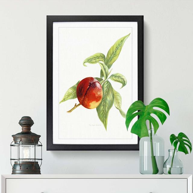 Vintage Peach Illustration of a Nectarine - Picture Frame Art Print East Urban Home Size: 76cm H x 50cm W x 2cm D, Frame Option: Black on Productcaster.