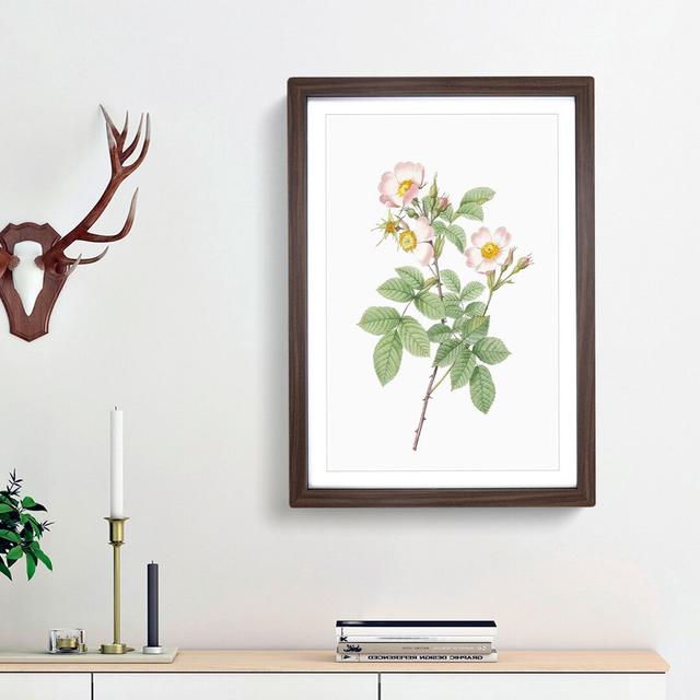 Field Rose in Pink by Pierre-Joseph Redoute - Picture Frame Art Print East Urban Home Frame Option: Walnut Framed, Size: 36cm H x 27cm W x 2cm D on Productcaster.