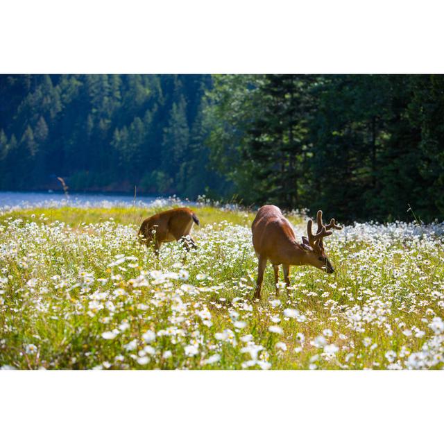 Deer In A Flower Field by ChrisLPhotography - Wrapped Canvas Print Union Rustic Size: 20cm H x 30cm W x 3.8cm D on Productcaster.