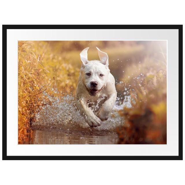 Gerahmtes Poster Labrador-Welpe im Wasser East Urban Home Größe: 60 cm H x 80 cm B on Productcaster.