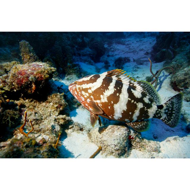 Nassau Grouper by Mrbfaust - Wrapped Canvas Art Prints Alpen Home Size: 60cm H x 90cm W on Productcaster.