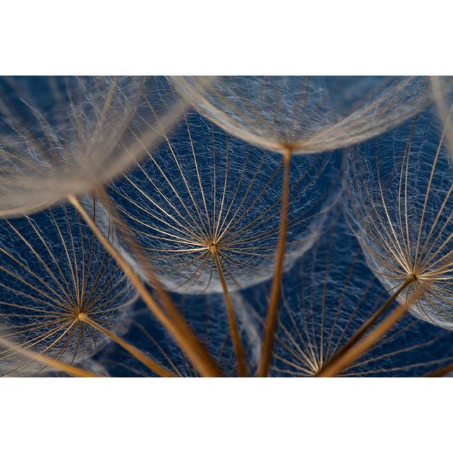 Armillas Close-up of Dandelion Seeds - Wrapped Canvas Photograph Latitude Run Size: 30cm H x 46cm W x 3.8cm D on Productcaster.