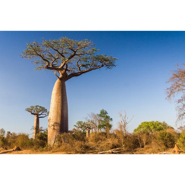 Baobab Tree - Wrapped Canvas Photograph Ebern Designs Size: 81cm H x 122cm W x 3.8cm D on Productcaster.