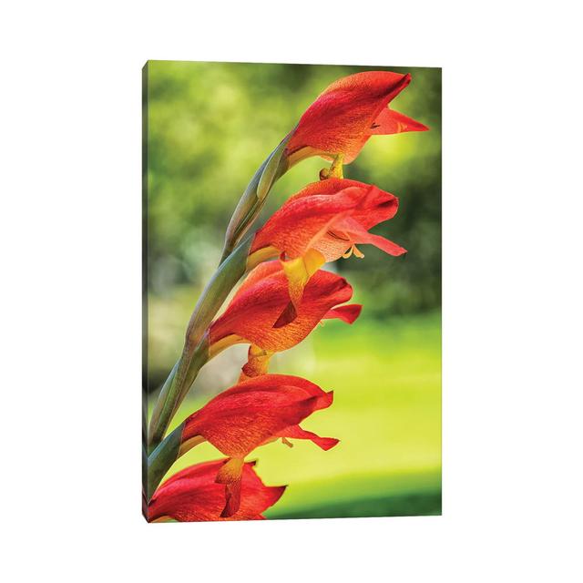 Red Tropical Flower - Wrapped Canvas Photograph Brayden Studio Size: 101.6cm H x 66.04cm W x 3.81cm D on Productcaster.