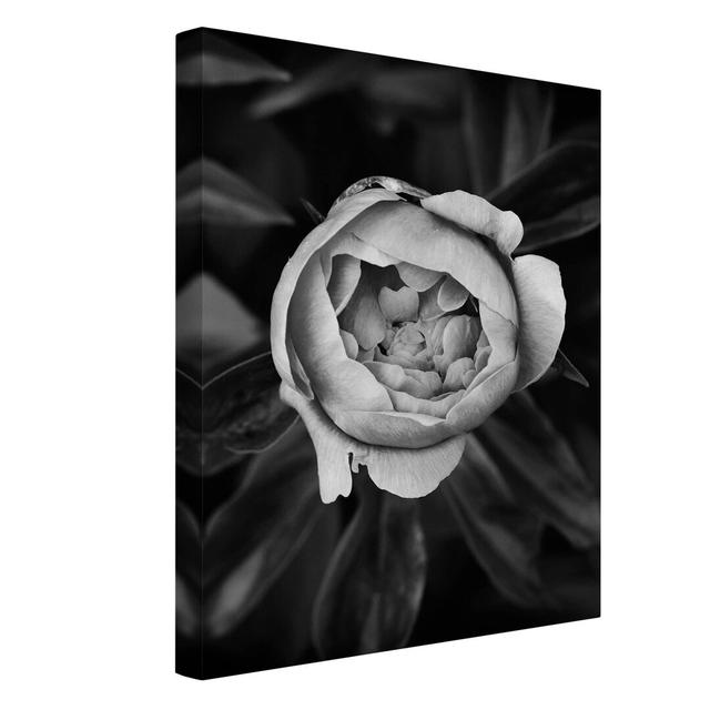 Peony Blossom in Front of Leaves - Wrapped Canvas Art Prints Ebern Designs Size: 80cm H x 60cm W on Productcaster.