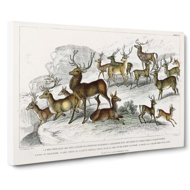 Deer's & Stags by Louis Renard - Wrapped Canvas Painting Print East Urban Home Size: 50cm H x 76cm W x 3cm D on Productcaster.