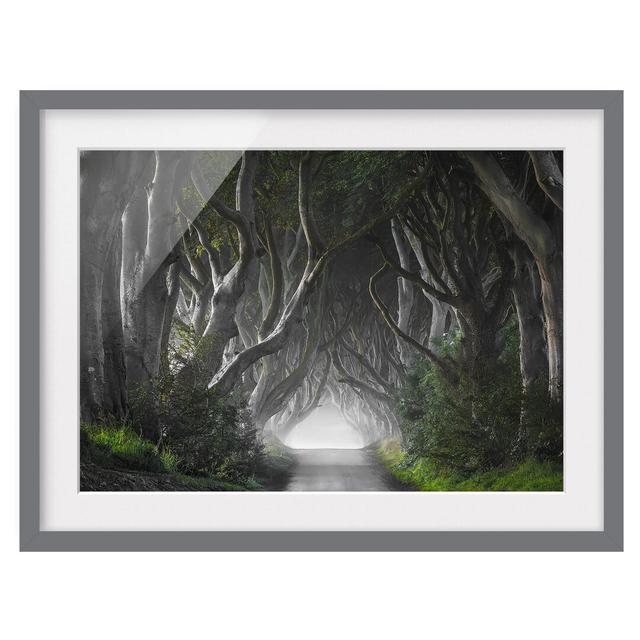 Forest in Northern Ireland - Picture Frame Photograph Print on Paper East Urban Home Size: 50cm H x 70cm W, Frame Options: Matt grey on Productcaster.