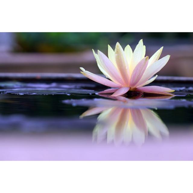 Lotus - Wrapped Canvas Print Ebern Designs Size: 61cm H x 91cm W x 3.8cm D on Productcaster.