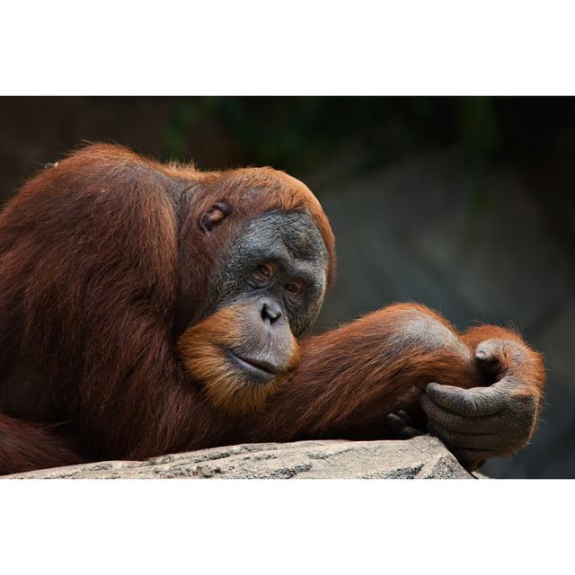 Orangutan by Cinoby - Print 17 Stories Size: 20cm H x 30cm W x 3.8cm D on Productcaster.