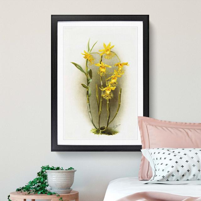 Magnolia Flowers Illustration Tab. 92 by Frederick Sander - Picture Frame Painting Print East Urban Home Size: 91cm H x 60cm W x 2cm D, Frame Option: on Productcaster.