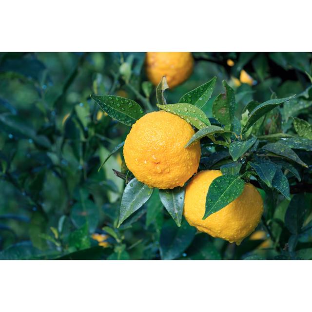 Yuzu: Citrus Junos Is A Kind Of Japanese Citrus - Wrapped Canvas Print Ebern Designs Size: 30cm H x 46cm W on Productcaster.