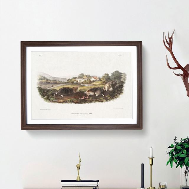 American Shrew Moles by J.W. Audubon - Picture Frame Painting Print on Paper East Urban Home Frame Option: Walnut Framed, Size: 45cm H x 63cm W x 2cm on Productcaster.