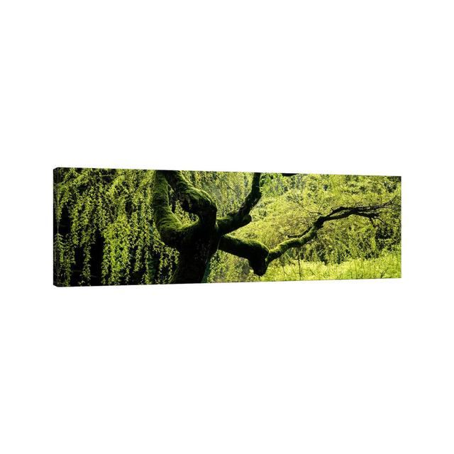 Moss Growing on the Trunk of a Weeping Willow Tree, Japanese Garden - Wrapped Canvas Panoramic Photograph Union Rustic Size: 40.64cm H x 121.92cm W x on Productcaster.