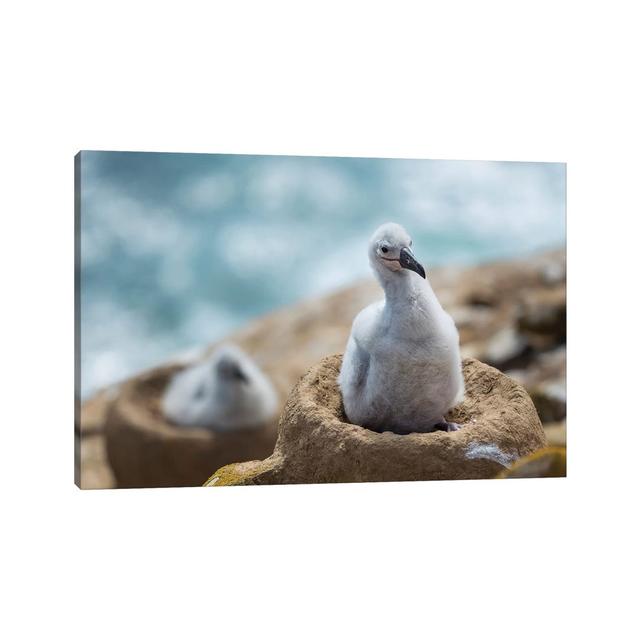 Chick on Tower-Shaped Nest. Black-Browed Albatrossor Black-Browed Mollymawk, Falkland Islands. by Martin Zwick - Wrapped Canvas Art Prints Latitude Ru on Productcaster.