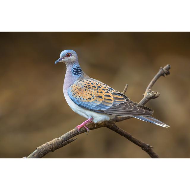 Turtle Dove on Branch - Wrapped Canvas Photograph Ebern Designs Size: 51cm H x 76cm W on Productcaster.