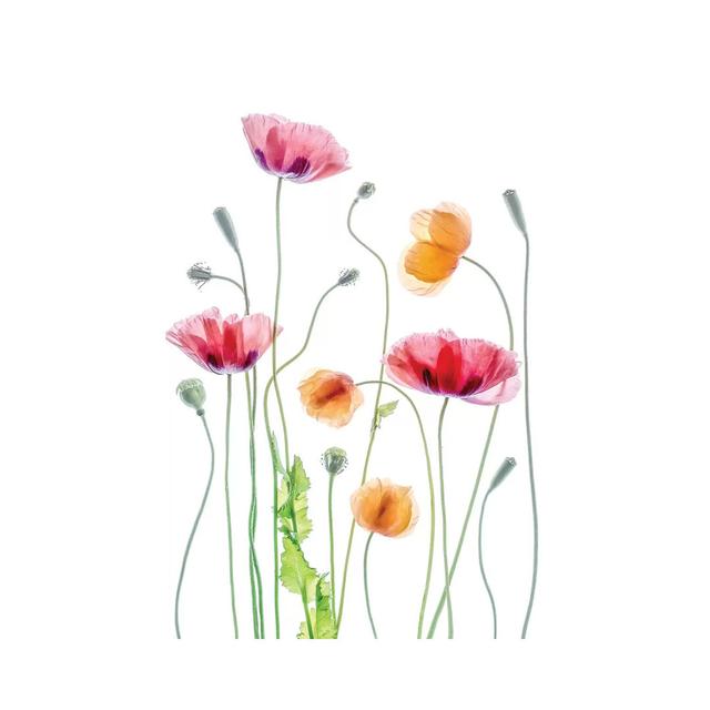 Poppies by Mandy Disher - Wrapped Canvas Painting Marlow Home Co. Size: 45.72cm H x 30.48cm W x 1.905cm D on Productcaster.