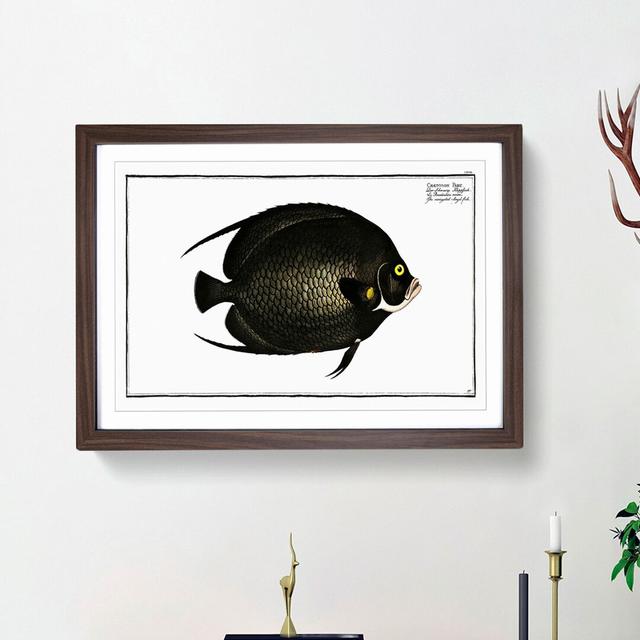 Variegated Angel-Fish by M.E. Bloch - Picture Frame Painting Print East Urban Home Size: 27cm H x 36cm W x 2cm D, Frame Option: Walnut Framed on Productcaster.