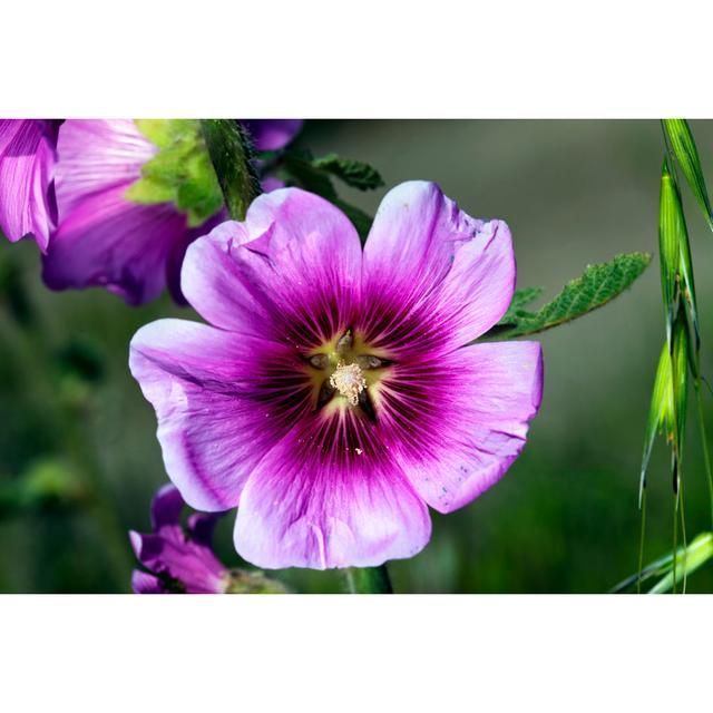 Patchell Tree Mallow Macro by Eldadcarin - Wrapped Canvas Photograph Latitude Run Size: 30cm H x 46cm W x 3.8cm D on Productcaster.