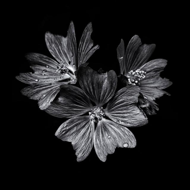 Black And White Flower Trio by Brian Carson - Wrapped Canvas Art Prints Latitude Run Size: 91cm H x 91cm W on Productcaster.