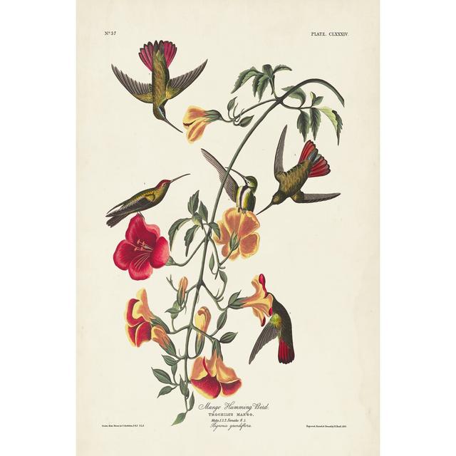 Leinwandbild Pl 184 Mango Hummingbird von John Audubon Marlow Home Co. Größe: 122cm H x 81cm B on Productcaster.