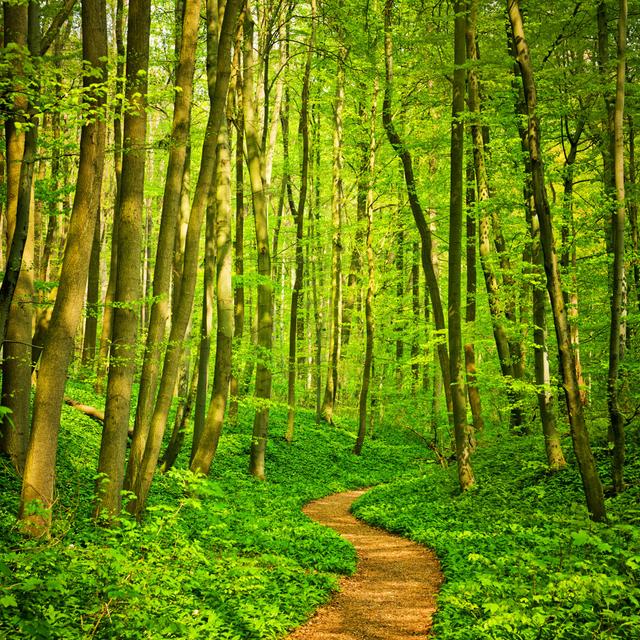 Forest Path - No Frame Print on Canvas Alpen Home Size: 30cm H x 30cm W on Productcaster.