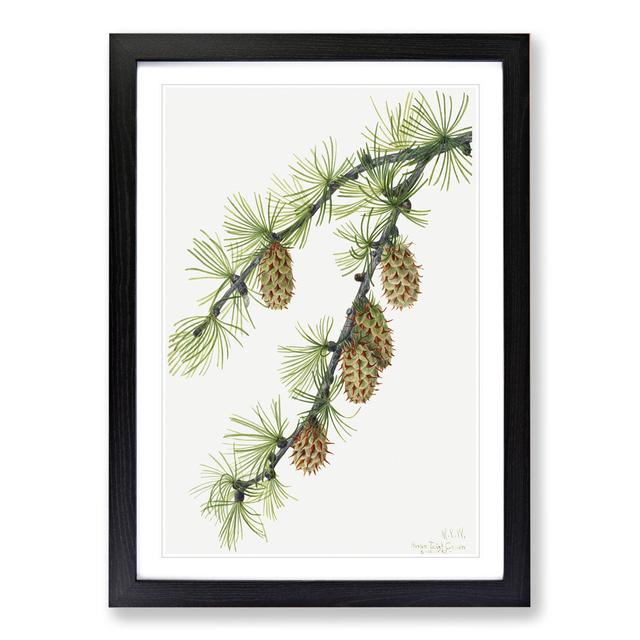 Western Larch by Mary Vaux Walcott - Picture Frame Painting East Urban Home Frame Option: Black, Size: 65cm H x 48cm W x 2cm D on Productcaster.