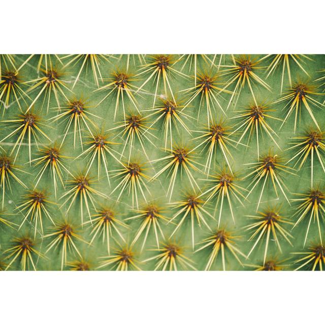 Close Up Of Cactus - Wrapped Canvas Print 17 Stories Size: 81cm H x 122cm W x 3.8cm D on Productcaster.