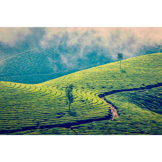 Green Tea Plantations In Munnar, Kerala, India Ebern Designs Size: 61cm H x 91cm W on Productcaster.