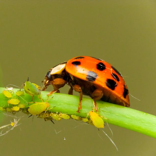 Ladybird Attack Aphids - Wrapped Canvas Print Brambly Cottage Size: 51cm H x 51cm W x 3.8cm D on Productcaster.