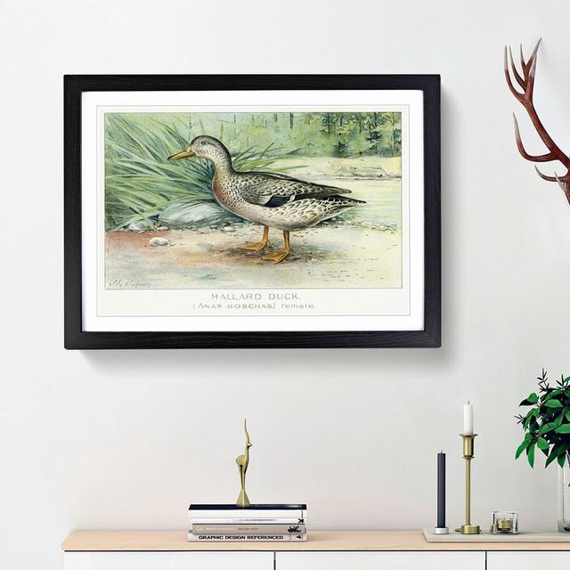 A Mallard Duck by J.L. Ridgway - Picture Frame Painting Print on Paper East Urban Home Size: 24cm H x 33cm W x 2cm D, Frame Option: Black Framed on Productcaster.