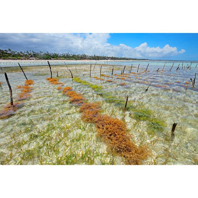 Seaweed Farming House of Hampton Size: 61cm H x 91cm W on Productcaster.