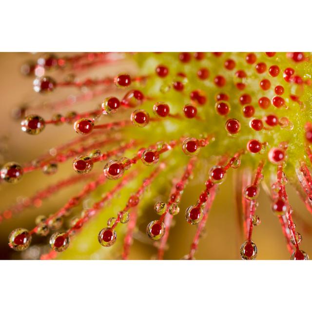 Kaivhon Round Leaved Sundew by Goran Safarek - Wrapped Canvas Photograph Marlow Home Co. Size: 61cm H x 91cm W x 3.8cm D on Productcaster.