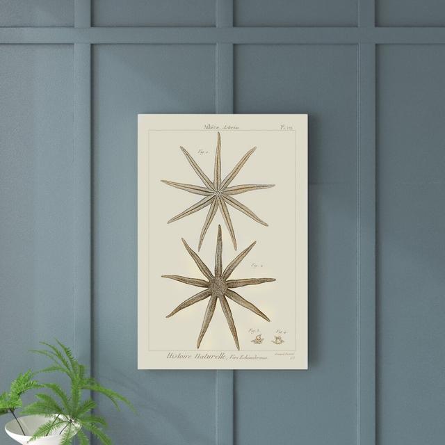 Striking Starfish III - Wrapped Canvas Graphic Art House of Hampton Size: 76cm H x 51cm W on Productcaster.