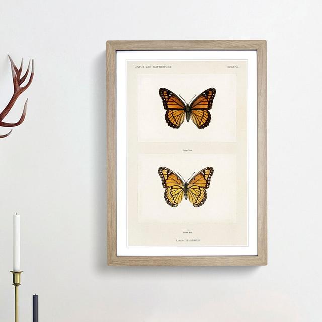 Viceroy Butterfly by S.F. Denton - Picture Frame Painting Print East Urban Home Size: 27cm H x 36cm W x 2cm D, Frame Option: Oak Framed on Productcaster.