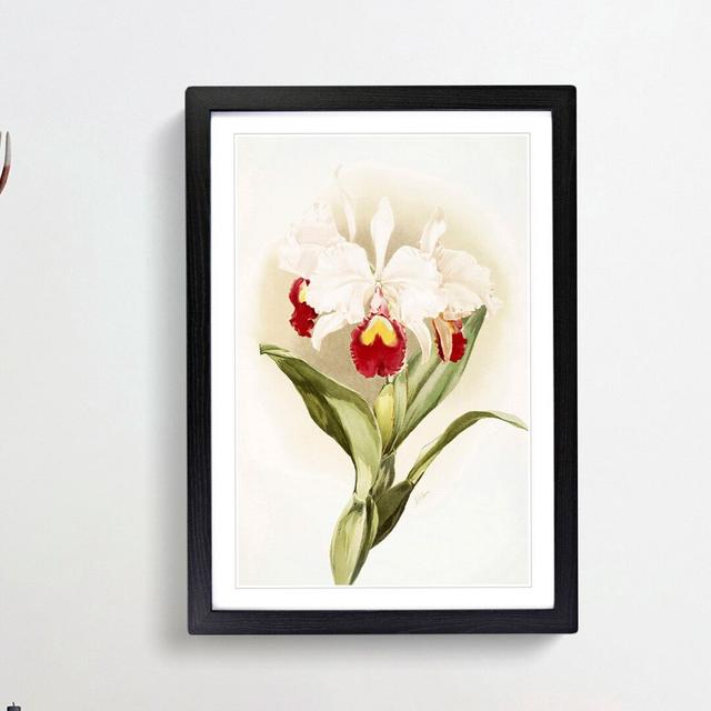 Magnolia Flowers Illustration Tab. 46 by Frederick Sander - Picture Frame Painting Print East Urban Home Frame Option: Black, Size: 76cm H x 50cm W x on Productcaster.