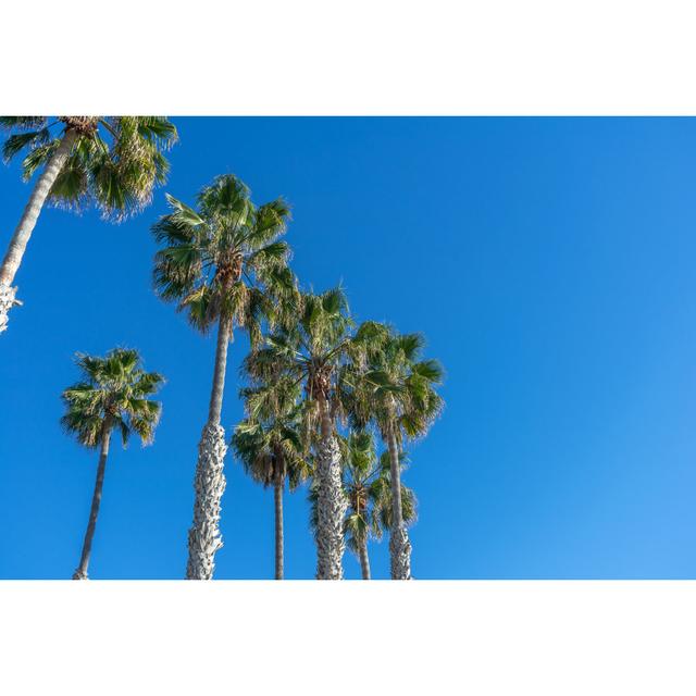 Bohannon View of Palm Trees - Wrapped Canvas Photograph Pergo Classics Size: 30cm H x 46cm W x 3.8cm D on Productcaster.