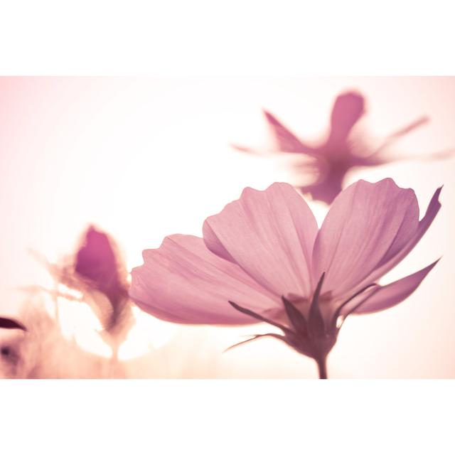 Vintage Pink Cosmos - Wrapped Canvas Photograph 17 Stories Size: 81cm H x 122cm W x 3.8cm D on Productcaster.