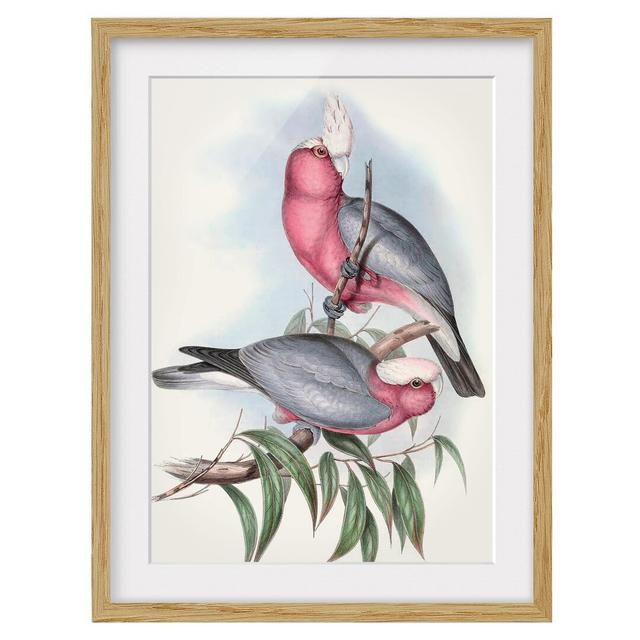 Pastel Parrots II - Picture Frame Graphic Art Rosalind Wheeler Size: 70cm H x 50cm W x 2cm D, Frame Option: Brown on Productcaster.