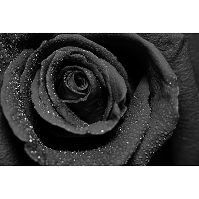 Beautiful Dark Rose With Water Dew Drops by Sanchairat - Wrapped Canvas Print Latitude Run Size: 61cm H x 91cm W x 3.8cm D on Productcaster.