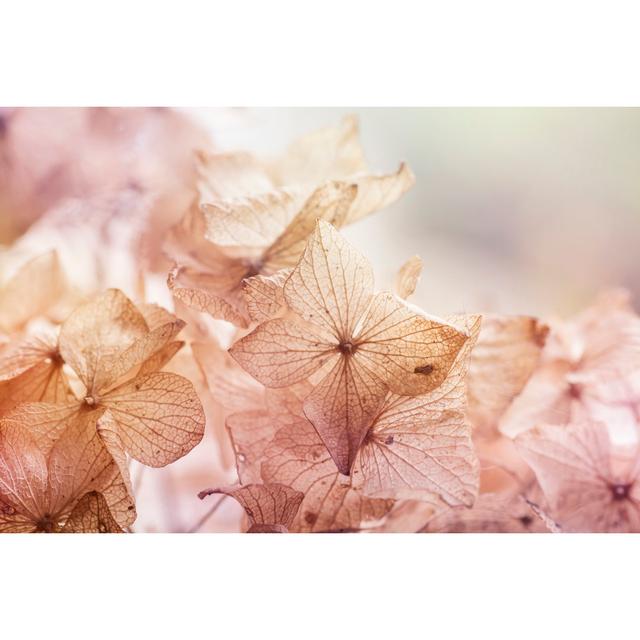 Proietti Dry Hydrangea Floral Background by Jessicahyde - Print Latitude Run Size: 51cm H x 76cm W x 3.8cm D on Productcaster.