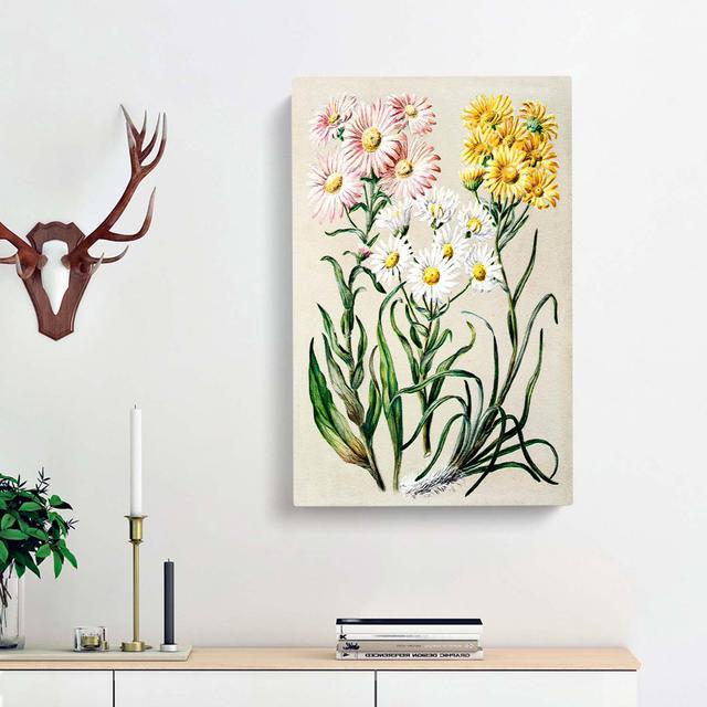 Groundsel Daisy Flowers by Sarah Featon - Wrapped Canvas Painting Print East Urban Home Size: 50cm H x 35cm W x 3cm D on Productcaster.