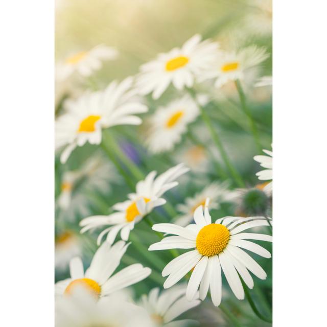 Lots Of Oxeye Daisies by LordRunar - No Frame Print on Canvas Brambly Cottage Size: 91cm H x 61cm W on Productcaster.